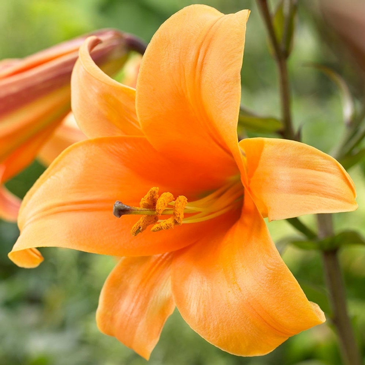 Lilium O.T. 'Orange Planet'